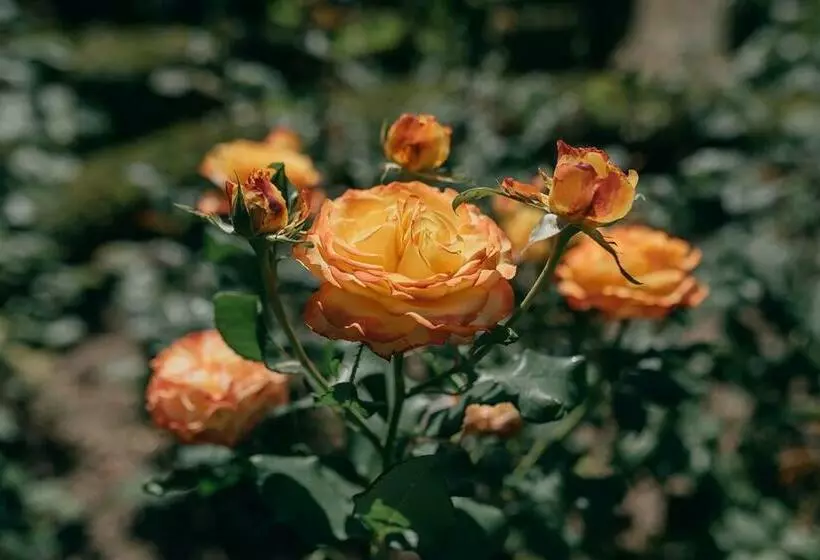 Hotel Casa Dos Pombais