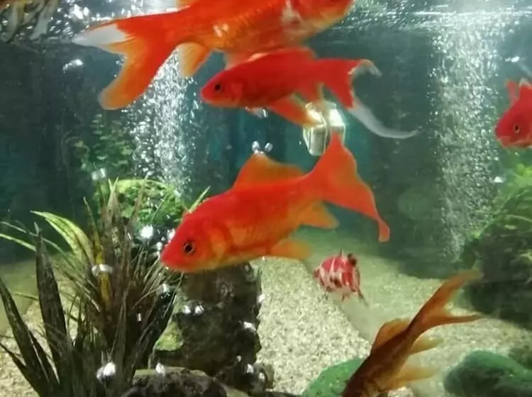 Hotel Costa De Prata 2 & Spa