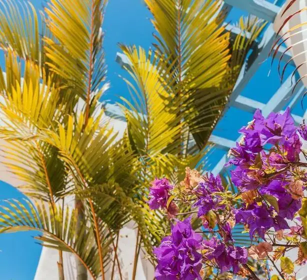リゾートホテル Alua Suites Fuerteventura - All Inclusive