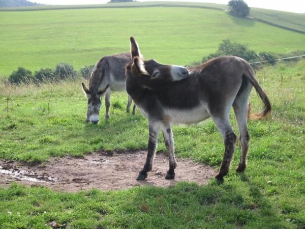 אתר נופש Haus 1 Typ C