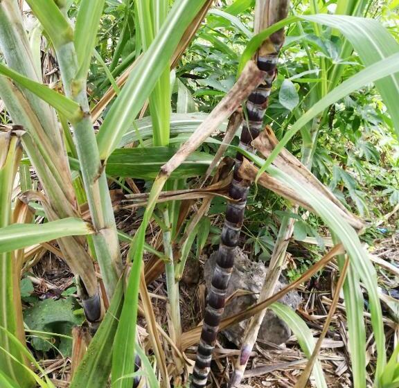 تختخواب و صبحانه Rolando Share Apart