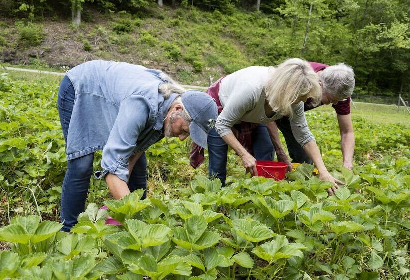 Country Road House And Berries Bed & Breakfast   Farm Stay