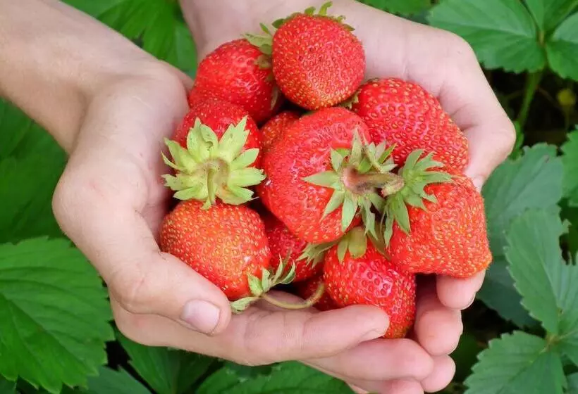 Country Road House And Berries Bed & Breakfast   Farm Stay