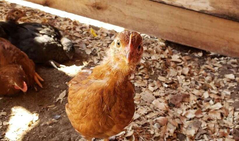 호텔 Sassy Springs Retreat