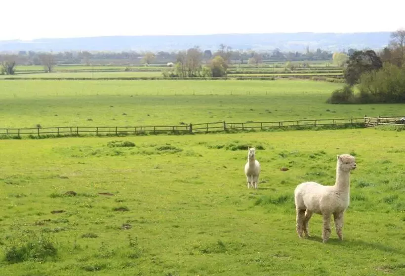 تختخواب و صبحانه The Swallows
