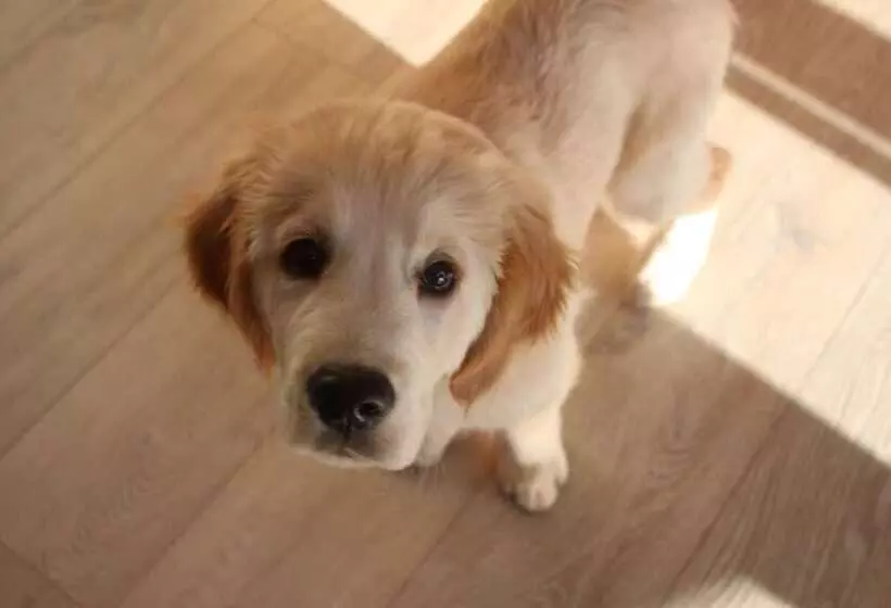 تختخواب و صبحانه The Swallows