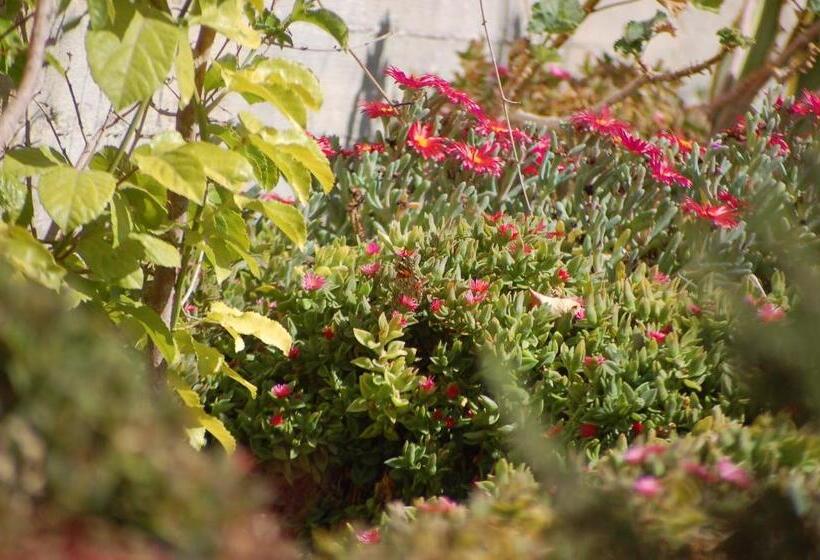 B&b Petra Fig Tree Villa