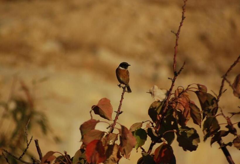 B&b Petra Fig Tree Villa