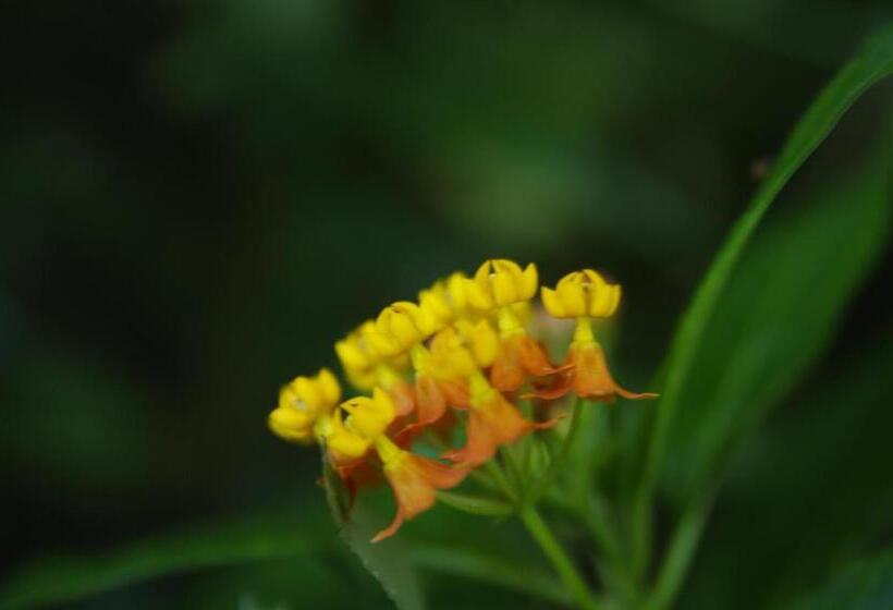 Nafre House B&b Monteverde