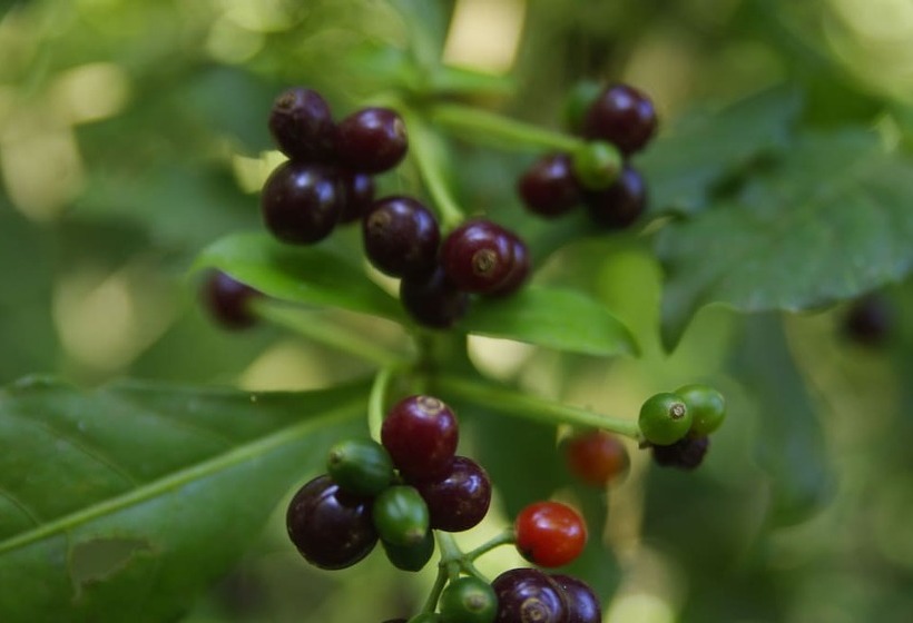 Nafre House B&b Monteverde