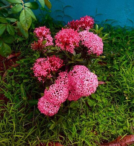 پانسیون Stan Inn, North Goa, Vagator, With Strong Wifi,free Private Parking & Kitchen, Can Cook Where You St