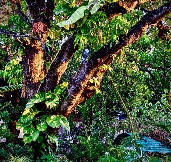 پانسیون Stan Inn, North Goa, Vagator, With Strong Wifi,free Private Parking & Kitchen, Can Cook Where You St