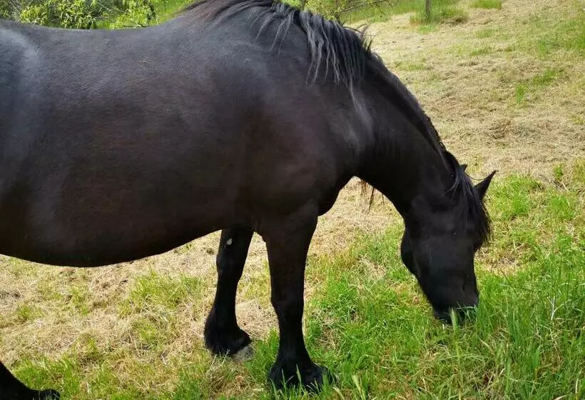 ホテル Agriturismo Olimpo