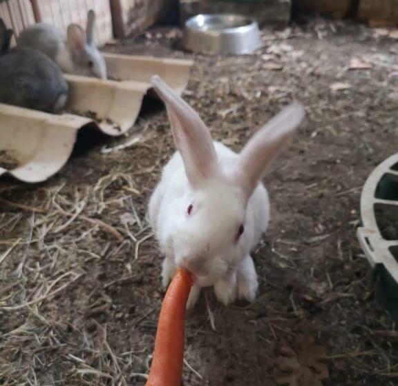 Отель Agriturismo Olimpo