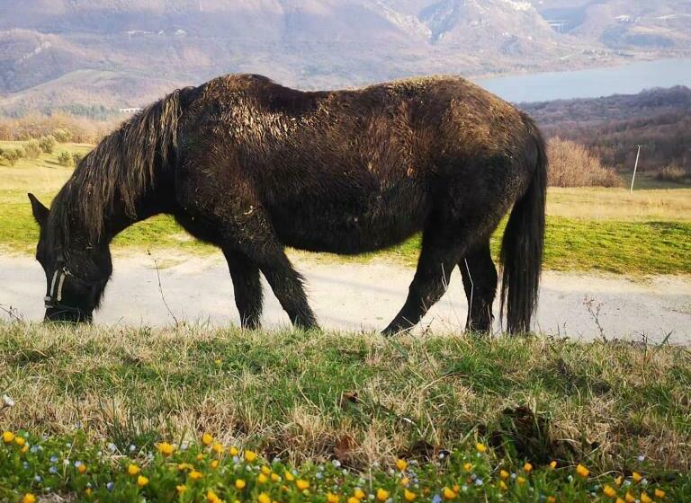 Отель Agriturismo Olimpo