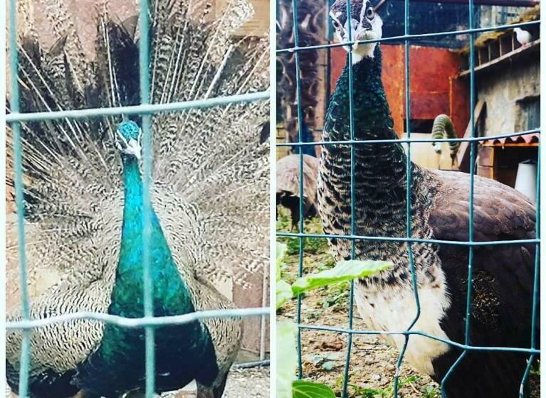 Отель Agriturismo Olimpo