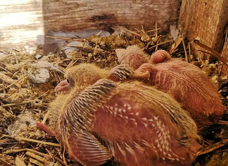 ホテル Agriturismo Olimpo