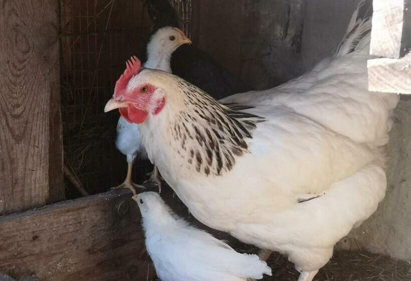 Отель Agriturismo Olimpo