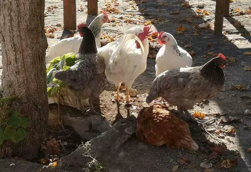 ホテル Agriturismo Olimpo