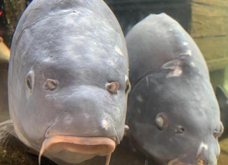 Pension Müritzblick