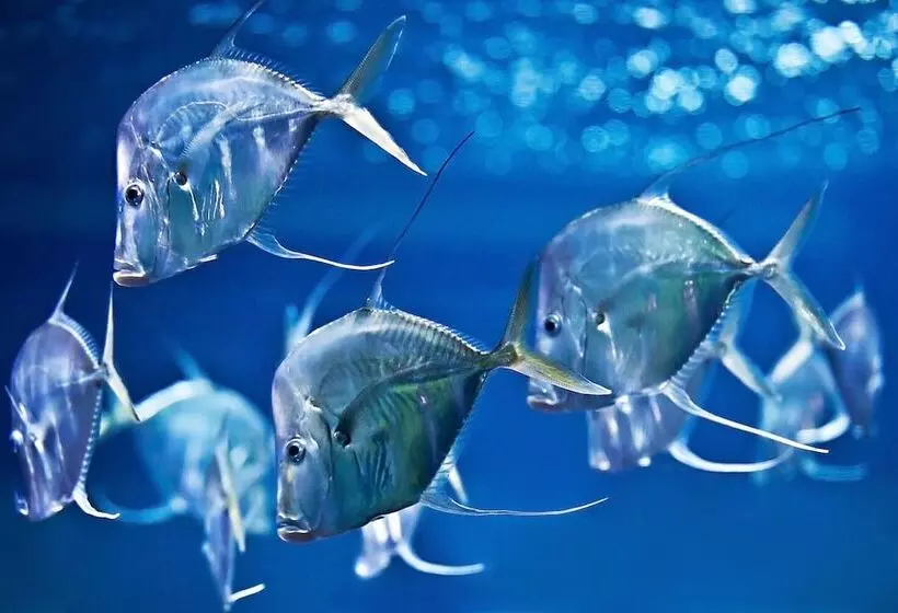 هتل Louisa's Place