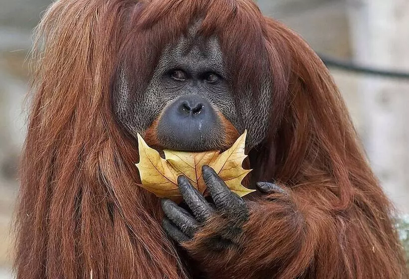 هتل Louisa's Place