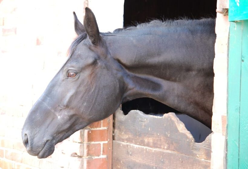 فندق Misselhorner Hof