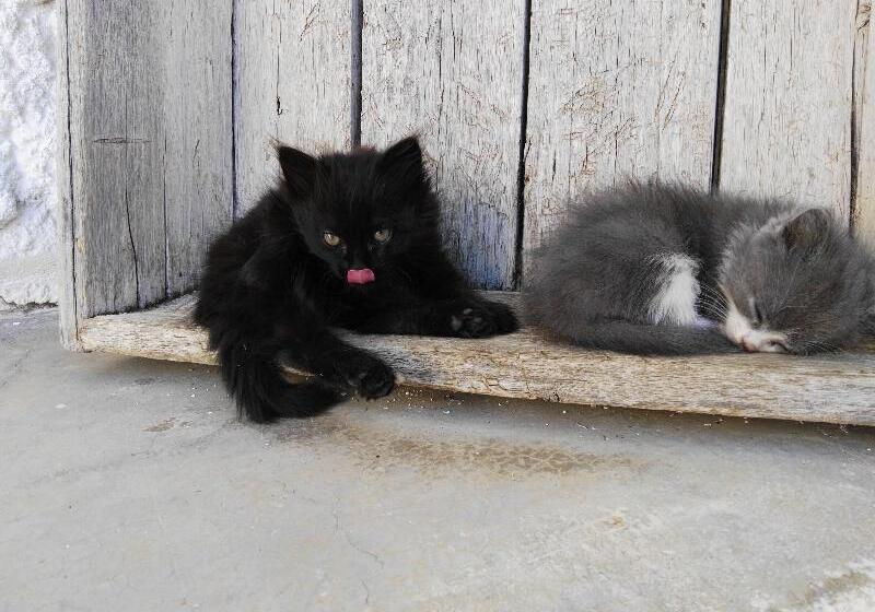 فندق ريفى Cuevas Abuelo Ventura