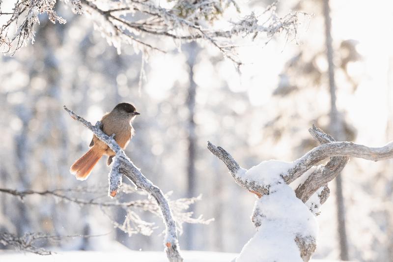 Lapland Hotels Luostotunturi & Amethyst Spa