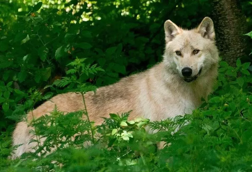 Hotelli Pinestone Resort & Conference Centre