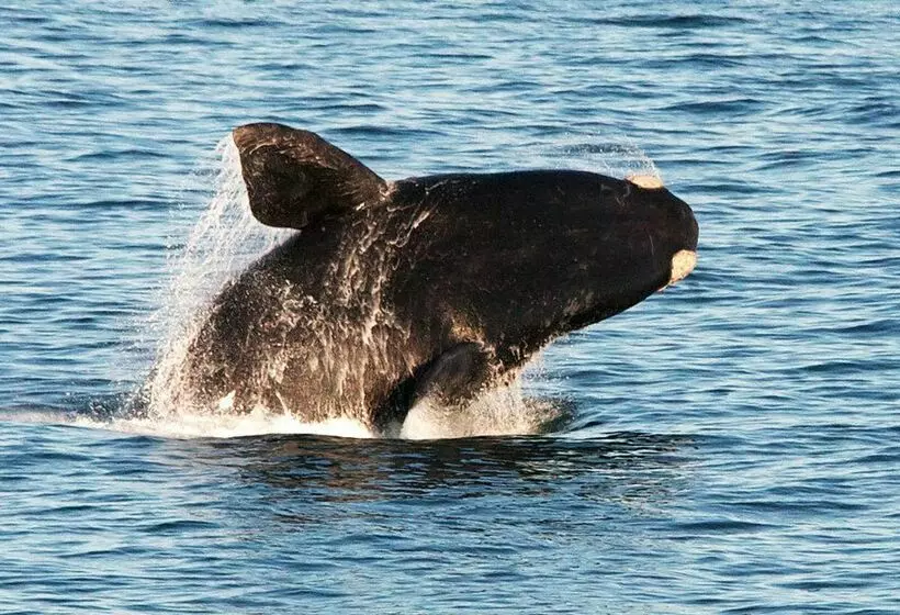 Hotel Beaumonte Guesthouse