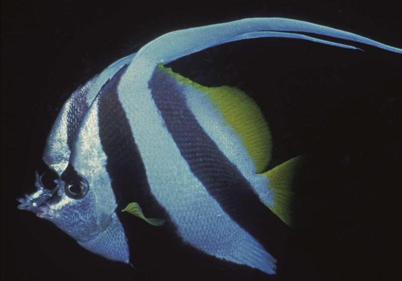 בית מלון כפרי Radisson Blu Resort El Quseir