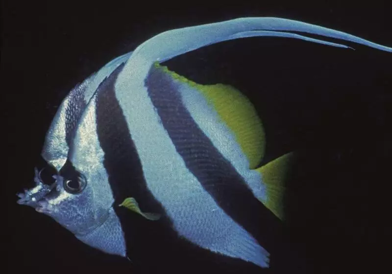 هتل Radisson Blu Resort El Quseir