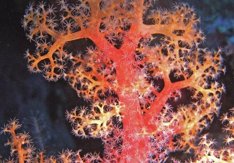 هتل Radisson Blu Resort El Quseir