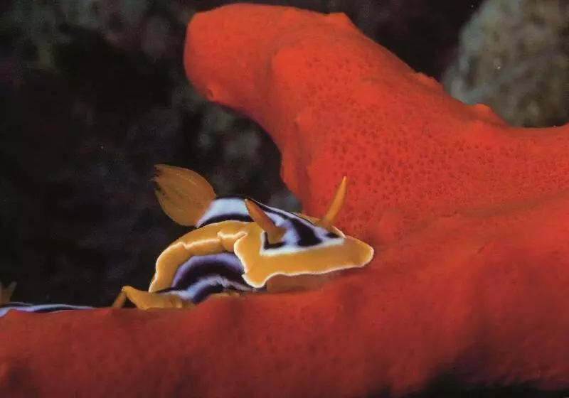 هتل Radisson Blu Resort El Quseir