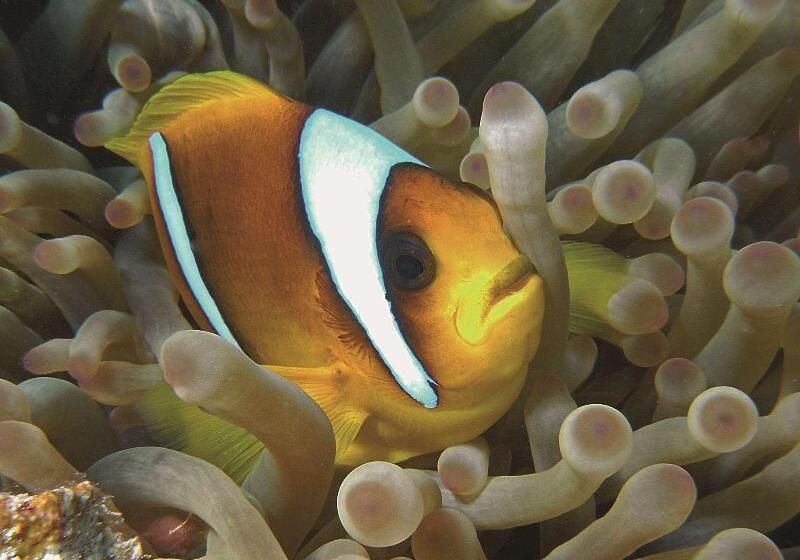 בית מלון כפרי Radisson Blu Resort El Quseir