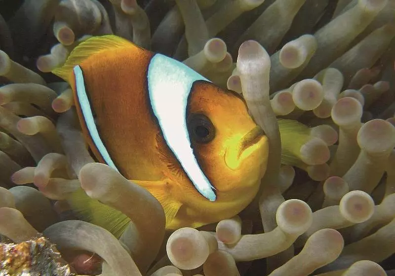 هتل Radisson Blu Resort El Quseir