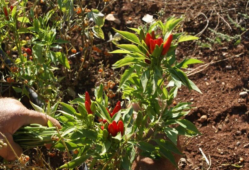 בית מלון כפרי Masseria Chiancone Torricella