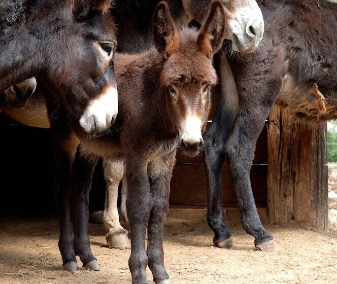 בית מלון כפרי Masseria Chiancone Torricella