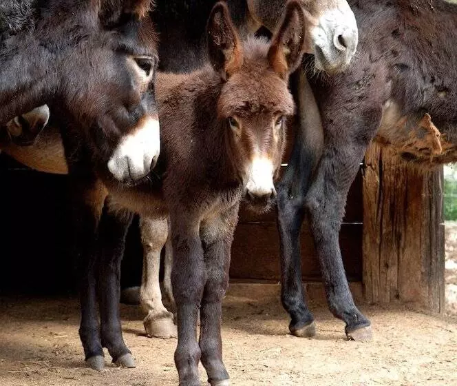 בית מלון כפרי Masseria Chiancone Torricella