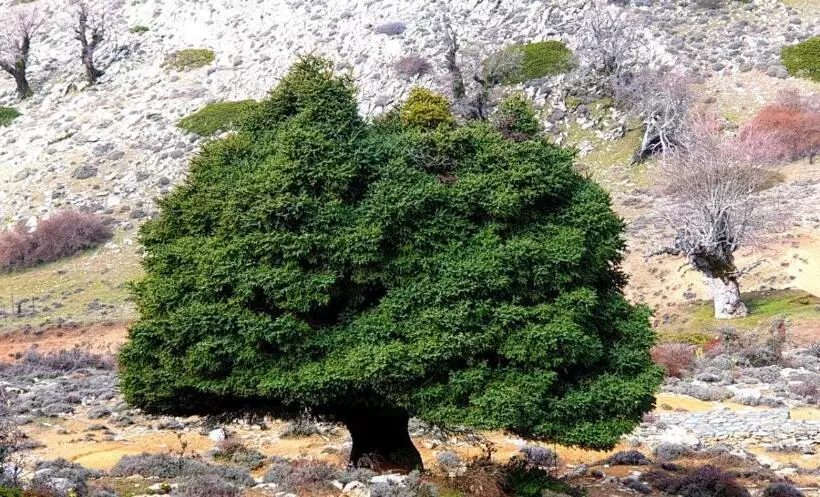 בית מלון כפרי Sierra Hidalga