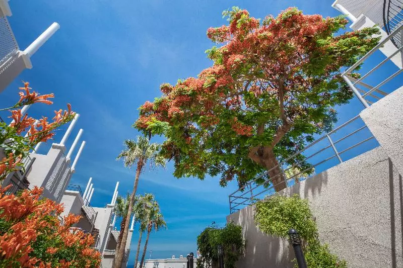 Los Olivos Beach Resort