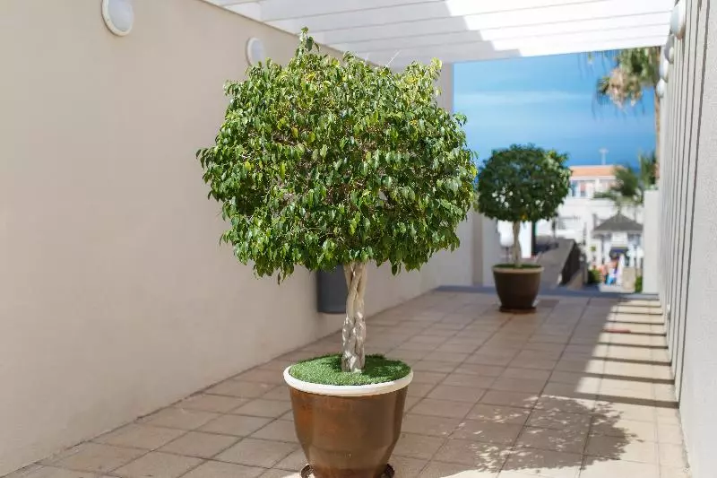 Los Olivos Beach Resort