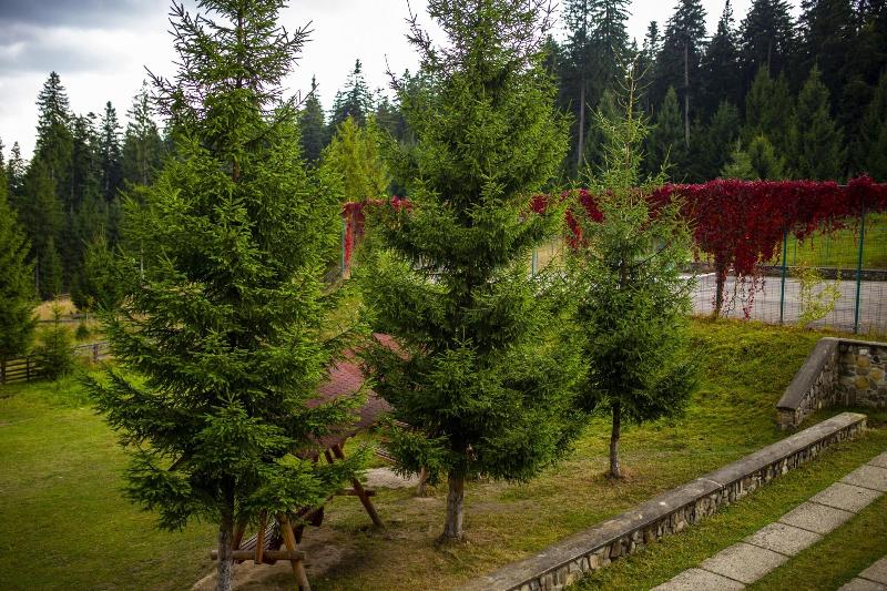 هتل Floare De Colt