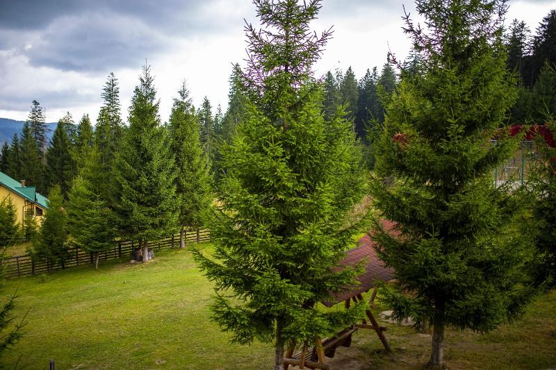 هتل Floare De Colt