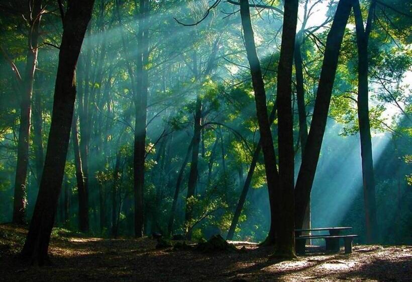 住宿加早餐  Verde Pinho Bed&breakfast