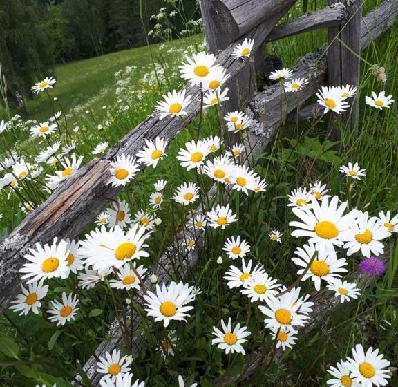 住宿加早餐  Apartments Kranebitt