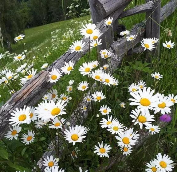 Aamiaismajoitus (B&B) Apartments Kranebitt