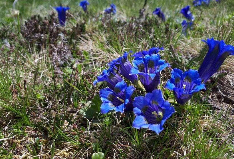 住宿加早餐  Apartments Kranebitt