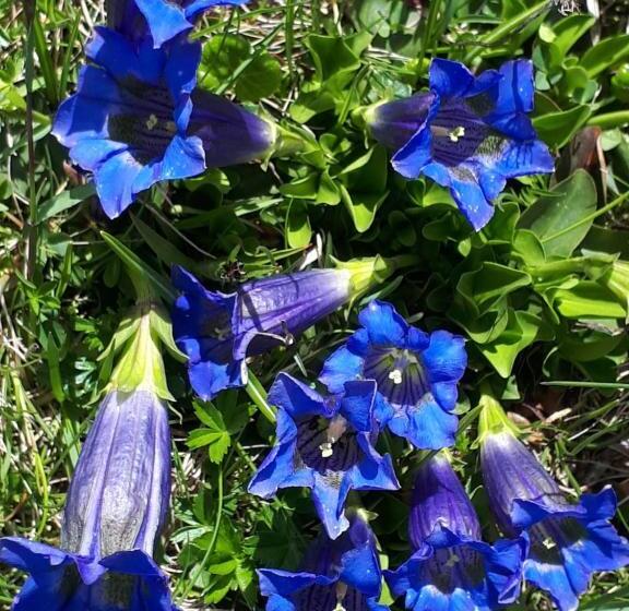 住宿加早餐  Apartments Kranebitt